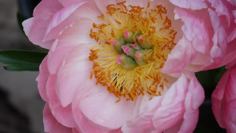 FULL PEONY TOUR: Peony Garden Tour