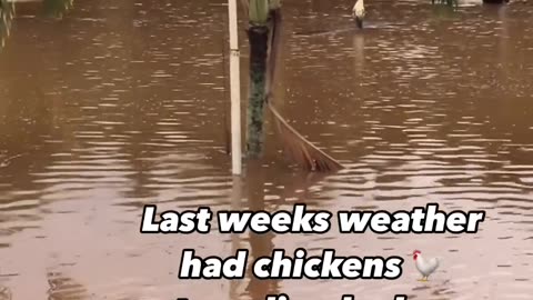 Hawaii: Last weeks weather had chickens 🐓 traveling by log
