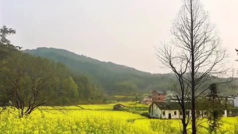 Beautiful rural green onion oil flowers