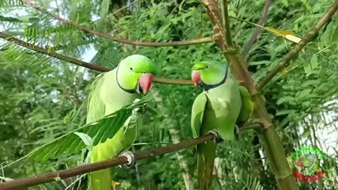 Parrot Calling Other Birds