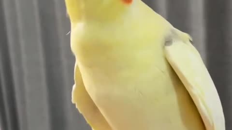 Cockatiel parrot singing