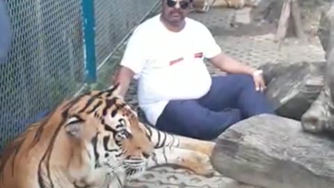 Tiger vs tiger
