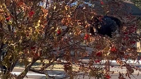 Turkey in the tree