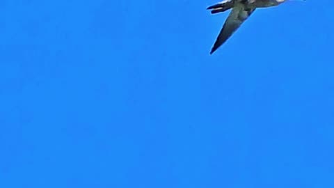 Seagull in flight slow motion / beautiful bird in flight.