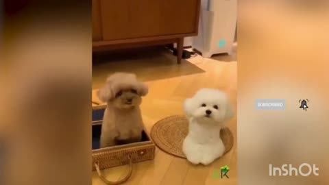 Funny puppies video