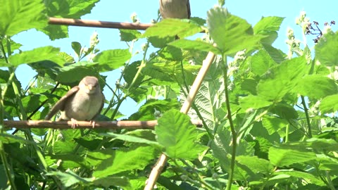 Baby Sparrow calling mum for food