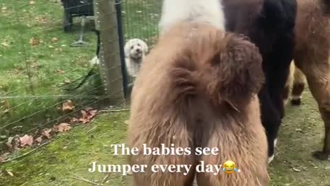 The babies see Jumper every daye