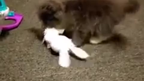 Tiny kitten beats up a bunny plushy