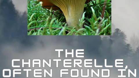 Chanterelle mushroom #wild mushroom #wild foraging