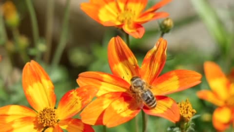 Bees eat nectar