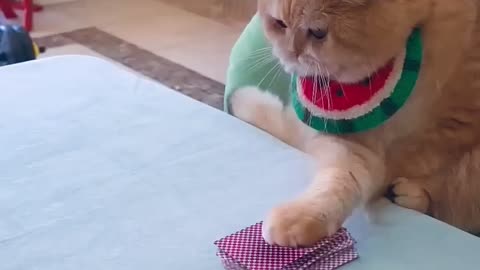Actually practice the magic of shuffling cards #funnyvideo #funnycat