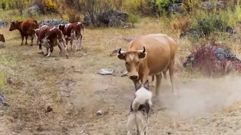 the largest dogs in the world