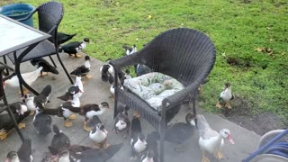 Ducks Galore