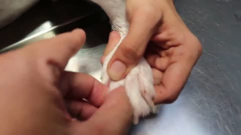 A young Jack Russell keeps biting his left paw. Why_