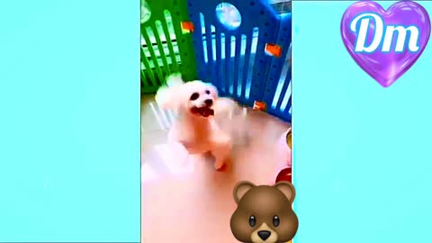 Funny cute pets video, funny doggy video