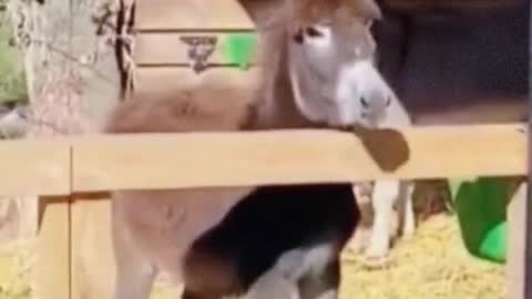 Donkey: Show you afront flip