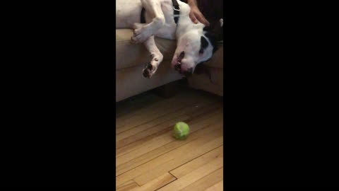 Hilariously huge dog cuddles while falling off the couch to get his ball