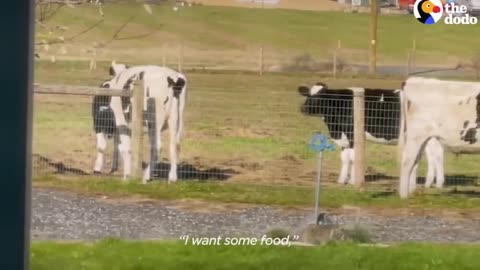 Rescue Calf Has Been Obsessed With Her Mom Since Day 1 | The Dodo Little But