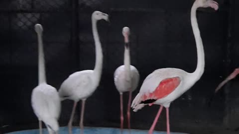 Pink Flamingo in zoo