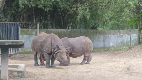 Rhinos Two Rhinos Mating