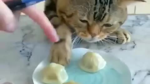 Funny cat video 🤣cat lovers😂