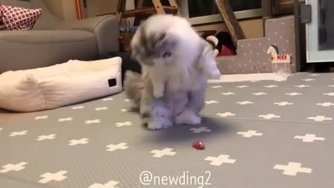 A cat that likes playing with toys