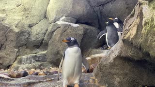 Chill with the Penguins: Antarctica's Cutest Dance Party 🐧❄️