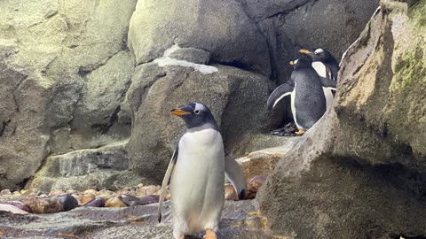 Chill with the Penguins: Antarctica's Cutest Dance Party 🐧❄️