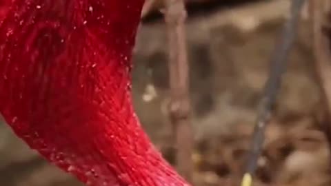 Red spectacled cobra #thatmoment