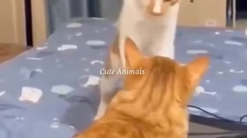 Video Cats Animal