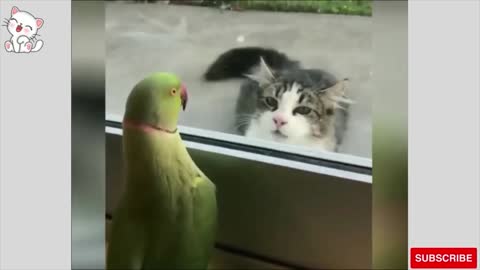 Funny Parrot Trolls Cat with Game of Peek-A-Boo
