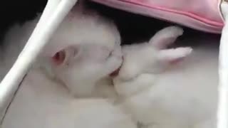Cat takes care of his friend Rabbit