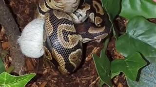 Royal Ball Python Tricked Into Taking Her Meal