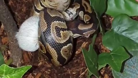 Royal Ball Python Tricked Into Taking Her Meal