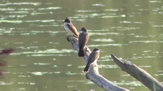 291 Toussaint Wildlife - Oak Harbor Ohio - Chimney Swift