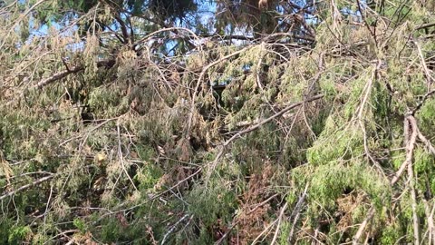 Major Tree Damage Hurricane Idalia