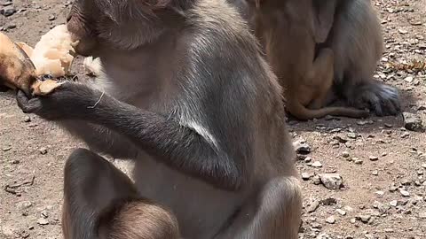 Watch the monkeys eat bananas with their cubs