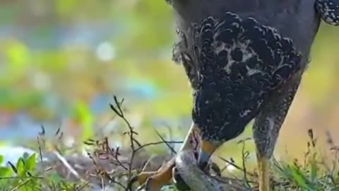 Eagle vs snake fight on the tree
