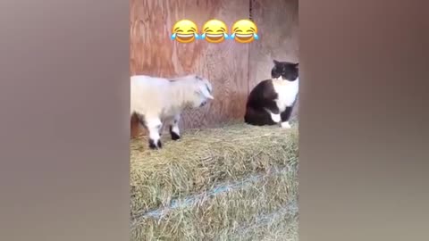 Funny animal video