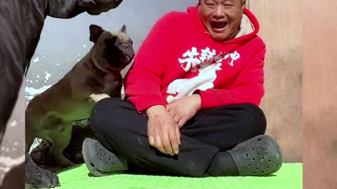 [Pet dog]Dogs are man’s most loyal friends[pug]Cute funny bulldog23