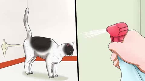 How to deal with a cat spraying in heat!