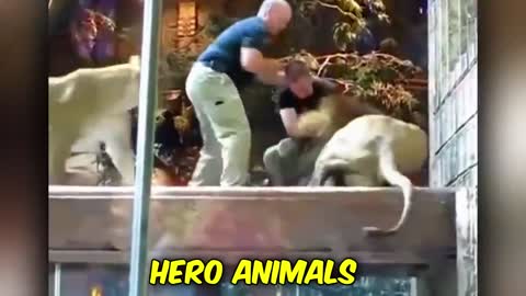 Super Hero Animals Real Life