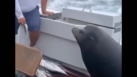 Sea Lion LEAPS onto Boat for Fish