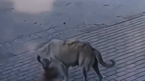 This Dog did something you wouldn't expected