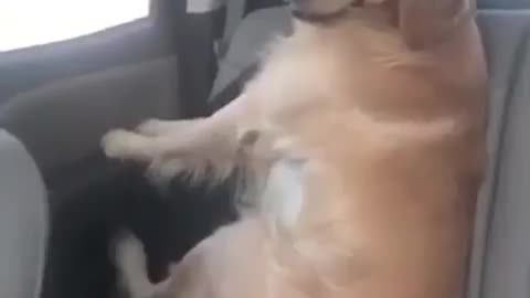 Dog thinks its human