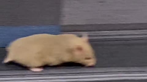 Illegal hamster on the loose