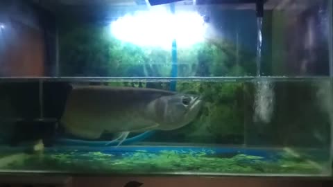 IKAN ARAWANA 1 METER SAMPE SUSAH BELOK DI AQUARIUM!!!