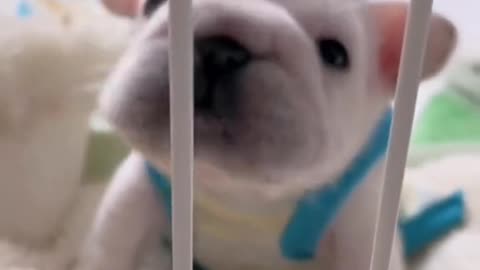 Funny Animal | Funny french bulldogs videos 😀