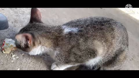 Cat Eating bread in Philippines🇵🇭