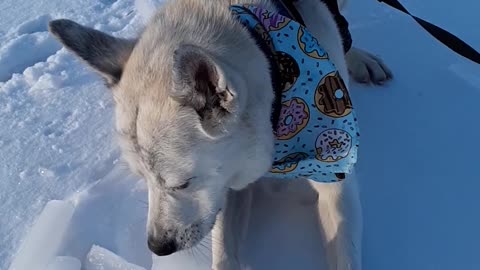 Piper the pupper crunching ice